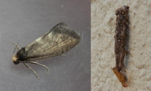 Taleporia tubulosa
