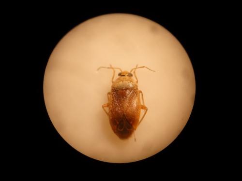 Réf. 140 461 : Agnocoris sp.