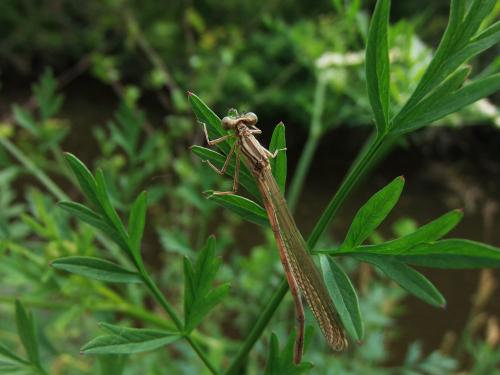 Platycnemis sp.