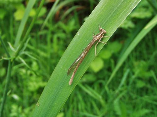 Platycnemis sp.