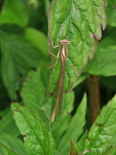 Platycnemis sp.