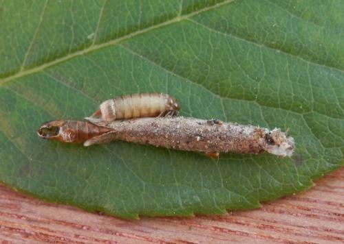 Taleporia tubulosa