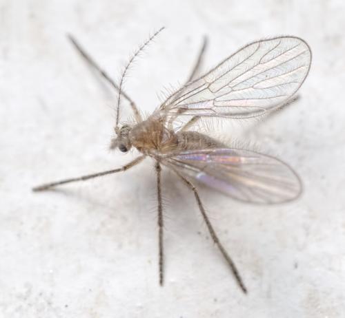 Réf. 140 743 : Sycorax sp.