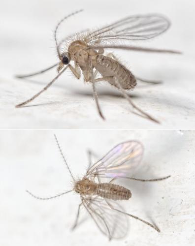 Sycorax sp.