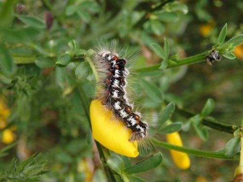 Euproctis similis