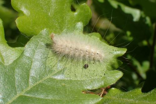 Réf. 140 880 : Meganola togatulalis