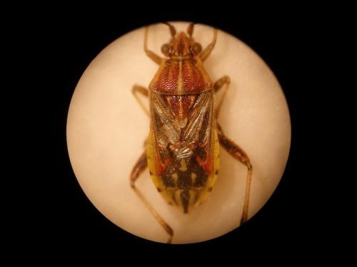 Réf. 140 853 : Stictopleurus pictus