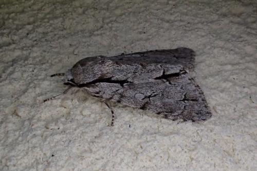 Réf. 140 887 : Acronicta sp.
