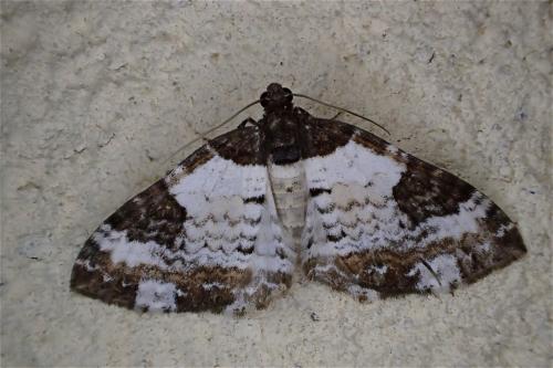 Réf. 140 886 : Melanthia procellata