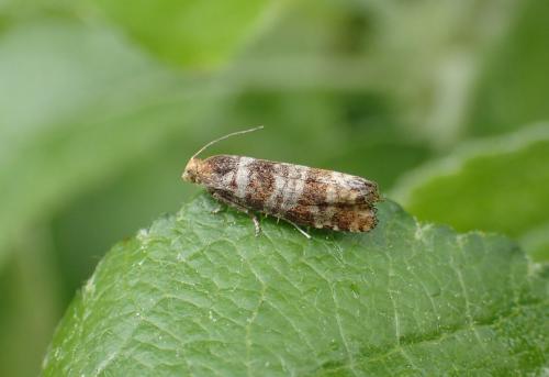 Pseudococcyx turionella