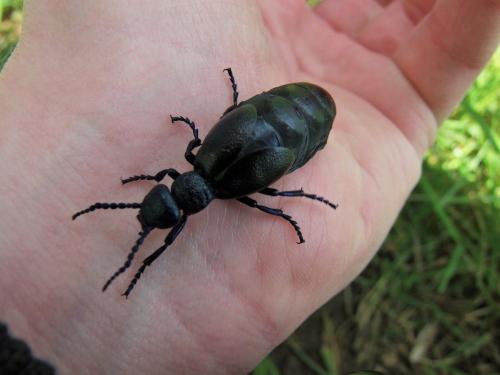 Meloe proscarabaeus