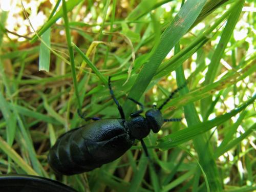 Meloe proscarabaeus
