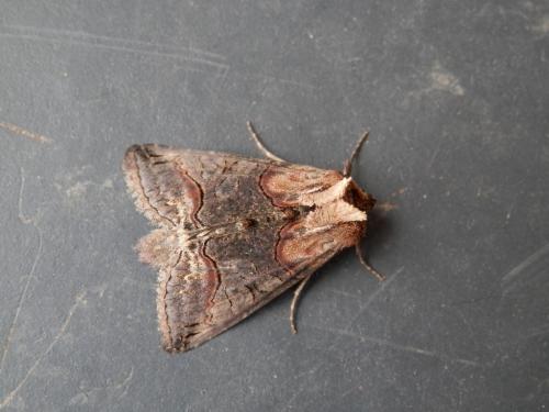 Abrostola triplasia