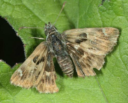 Réf. 140 521 : Carcharodus alceae