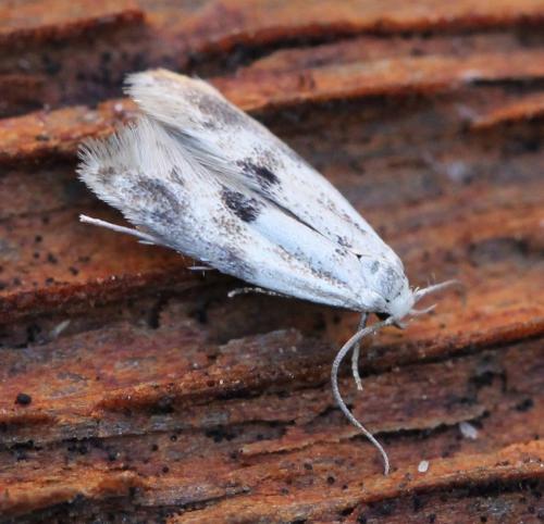 Elachista sp.