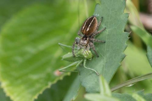 Philaeus chrysops