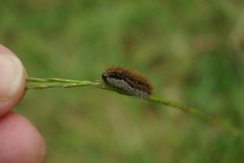 Coscinia striata