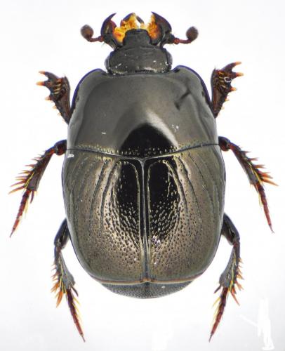 Hypocaccus dimidiatus dimidiatus