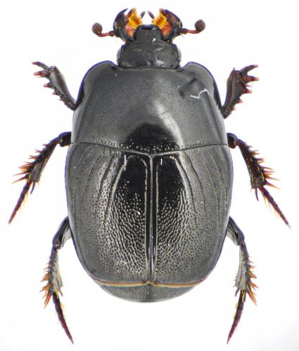 Hypocaccus dimidiatus dimidiatus