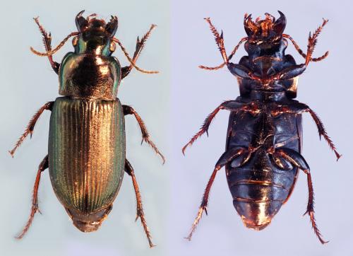 Harpalus distinguendus