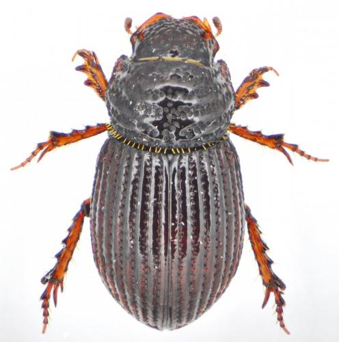 Brindalus porcicollis