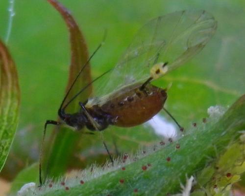 Réf. 140 789 : Macrosiphum rosae