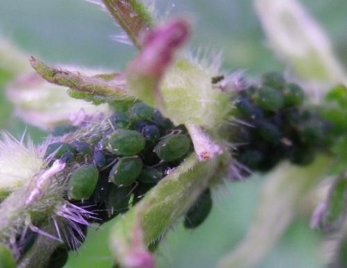 Aphis urticata
