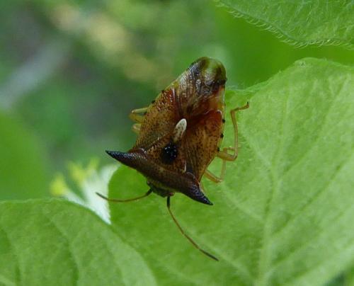 Réf. 140 538 : Elasmucha ferrugata