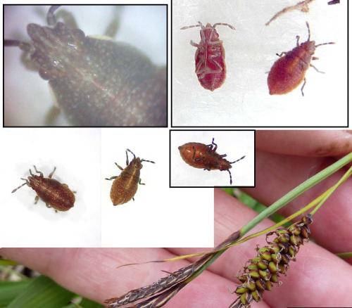 Cymus sp.