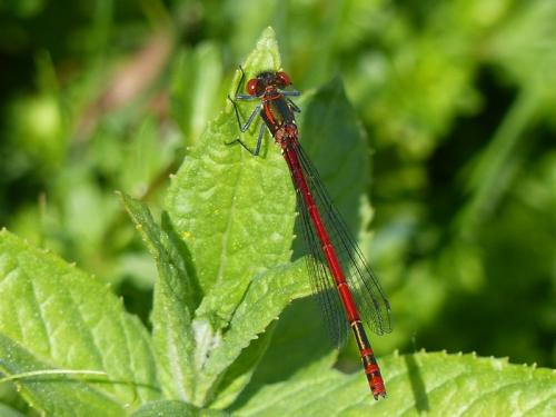 Pyrrhosoma nymphula