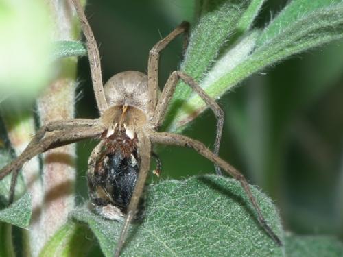 Pisaura mirabilis