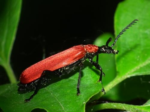 Réf. 140 731 : Pyrochroa coccinea