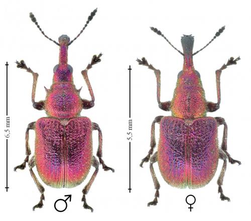 Rhynchites auratus