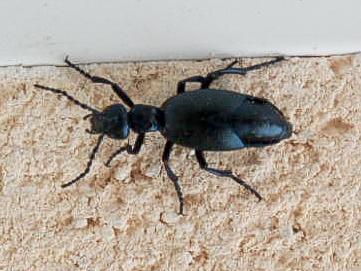 Meloe sp.