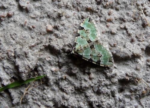 Colostygia pectinataria