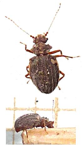Dasycerus sulcatus