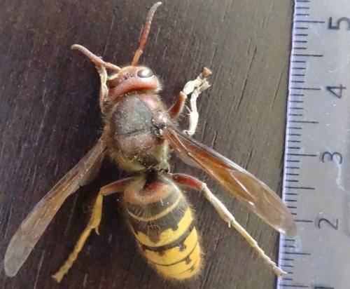 Vespa crabro
