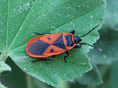 Scantius aegyptius