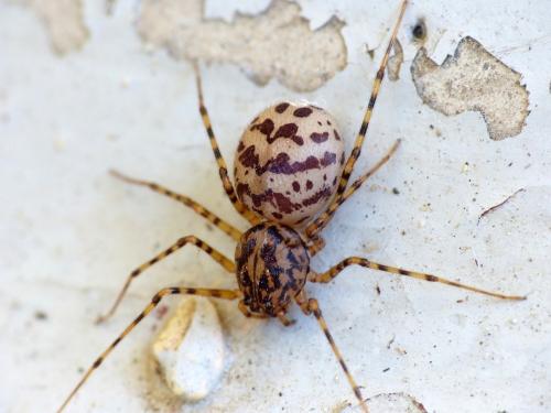 Réf. 140 754 : Scytodes thoracica