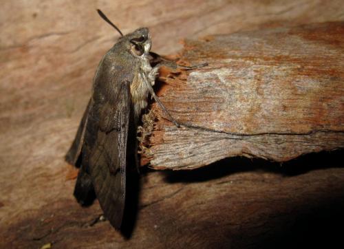 Macroglossum stellatarum