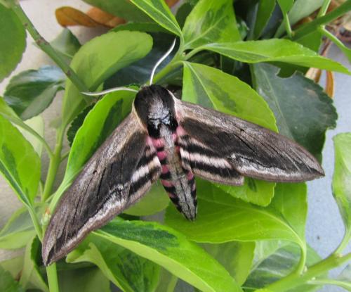Réf. 140 028 : Sphinx ligustri
