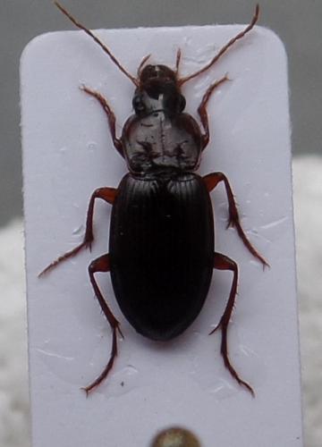 Réf. 140 441 : Platyderus depressus