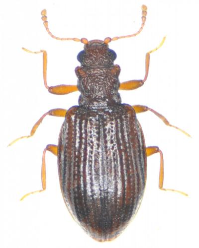 Stephostethus sp.