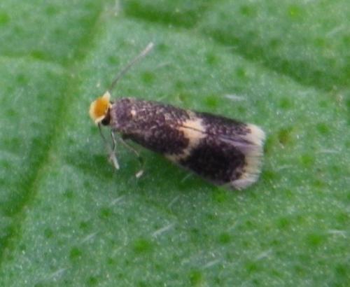 Réf. 140 002 : Stigmella sp.