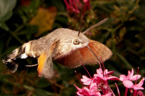 Macroglossum stellatarum