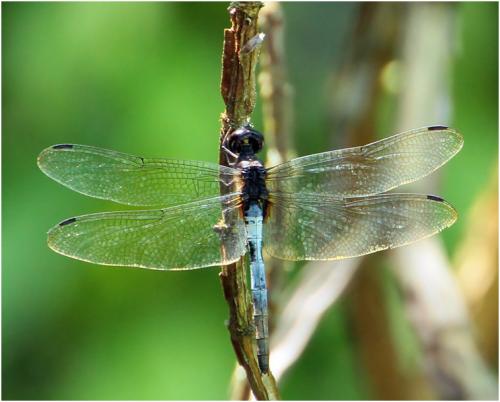 Réf. 140 026 : Tauriphila xiphea