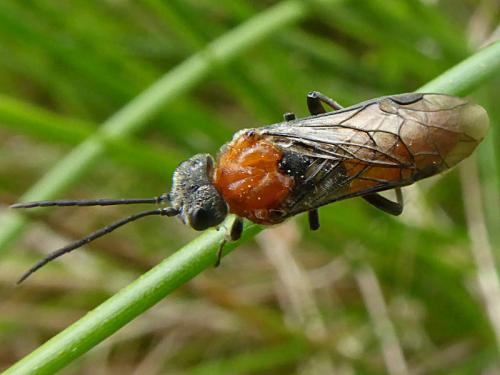 Réf. 140 458 : Dolerus sp.