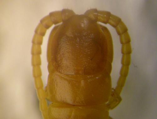 Cryptops anomalans