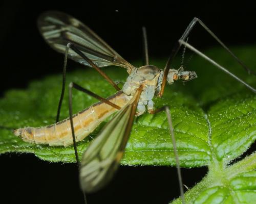Tipula vernalis