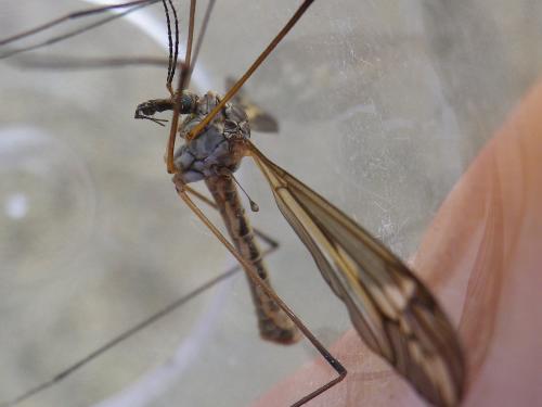 Réf. 140 064 : Tipula vittata